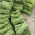 精品优质火锅贡菜产地直供爽口贡菜干货源充足欢迎选购