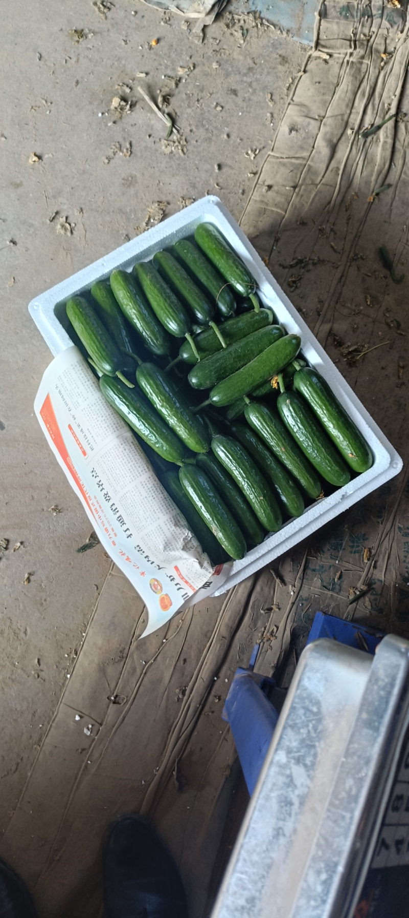水果黄瓜