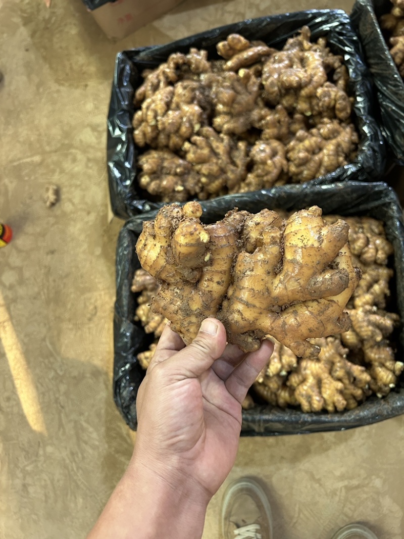 老姜云南小黄姜2年以上老姜，姜味浓郁辛辣味十足，
