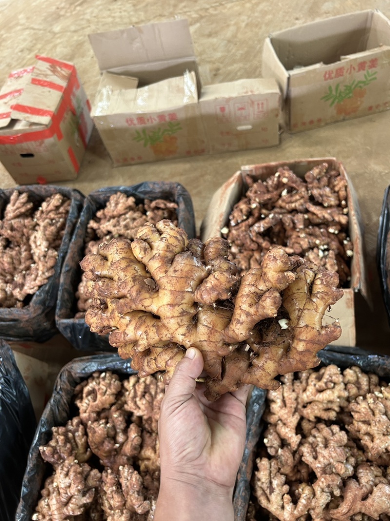 老姜云南小黄姜2年以上老姜，姜味浓郁辛辣味十足，