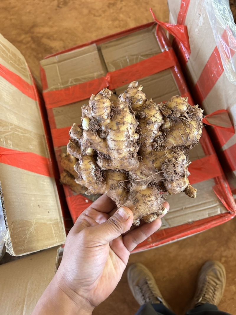 老姜云南小黄姜2年以上老姜，姜味浓郁辛辣味十足，