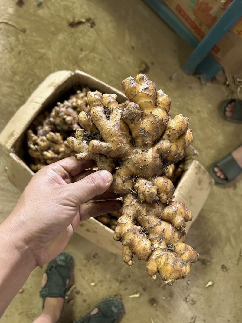 老姜云南小黄姜2年以上老姜，姜味浓郁辛辣味十足，
