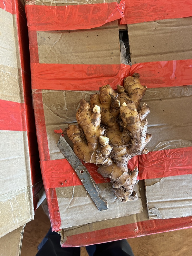 老姜云南小黄姜2年以上老姜，姜味浓郁辛辣味十足，