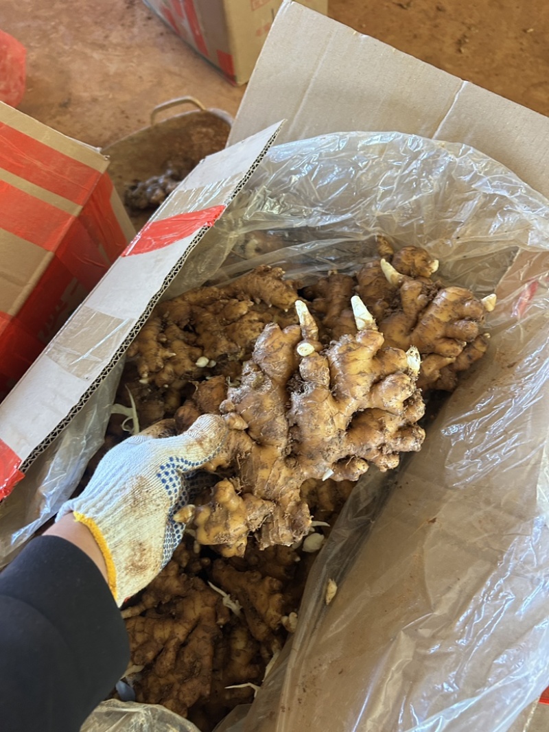 老姜云南小黄姜2年以上老姜，姜味浓郁辛辣味十足，