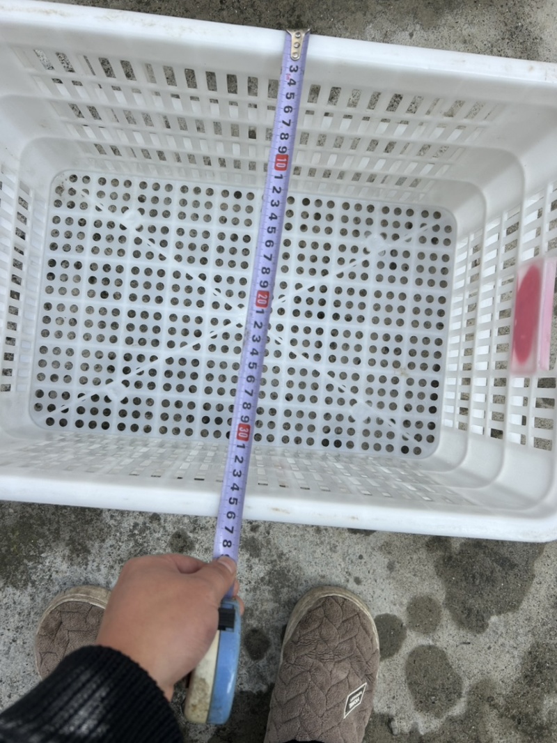 水果筐转让