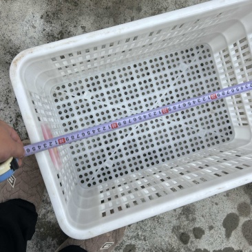 水果筐转让