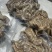 【肠类】卤煮全熟牛小肠