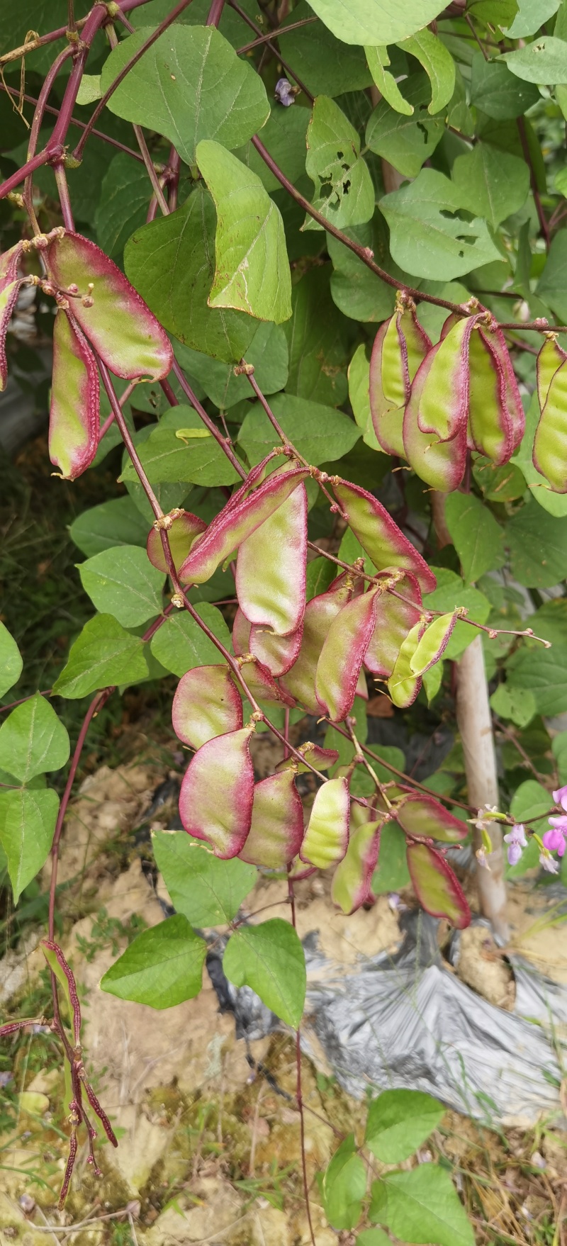新鲜扁豆