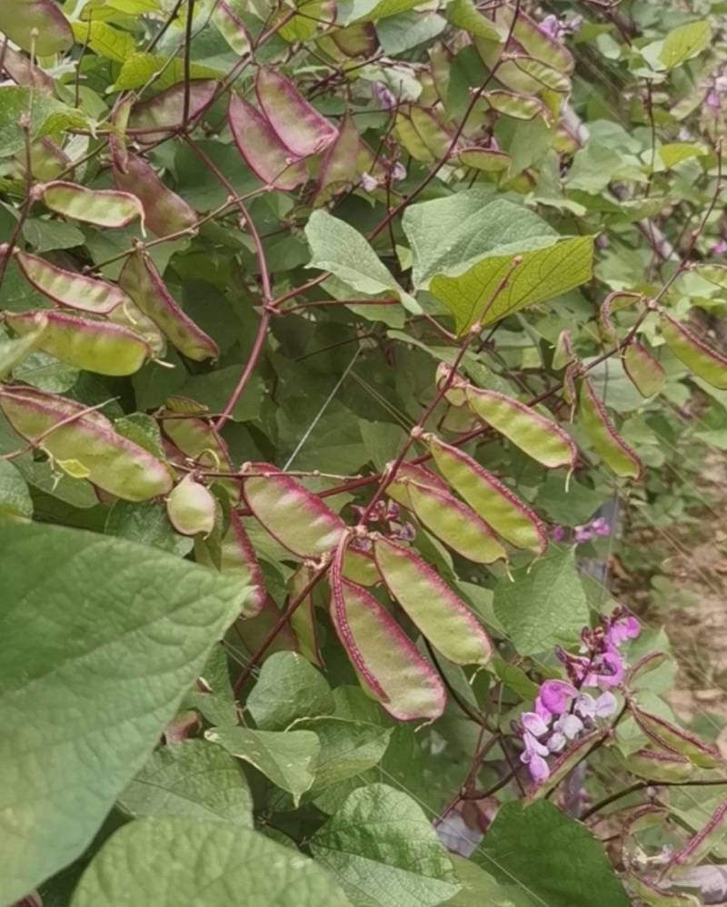 新鲜扁豆
