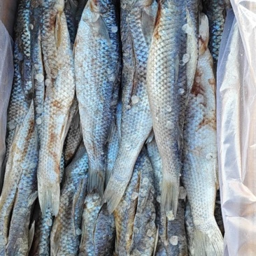梭鱼自己家淹制的纯手工无添加剂好吃不贵欢迎下单