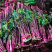 紫菜苔大量有货产地直发一手货源保质保量