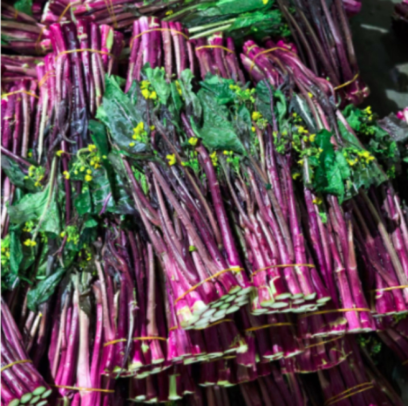 紫菜苔大量有货产地直发一手货源保质保量