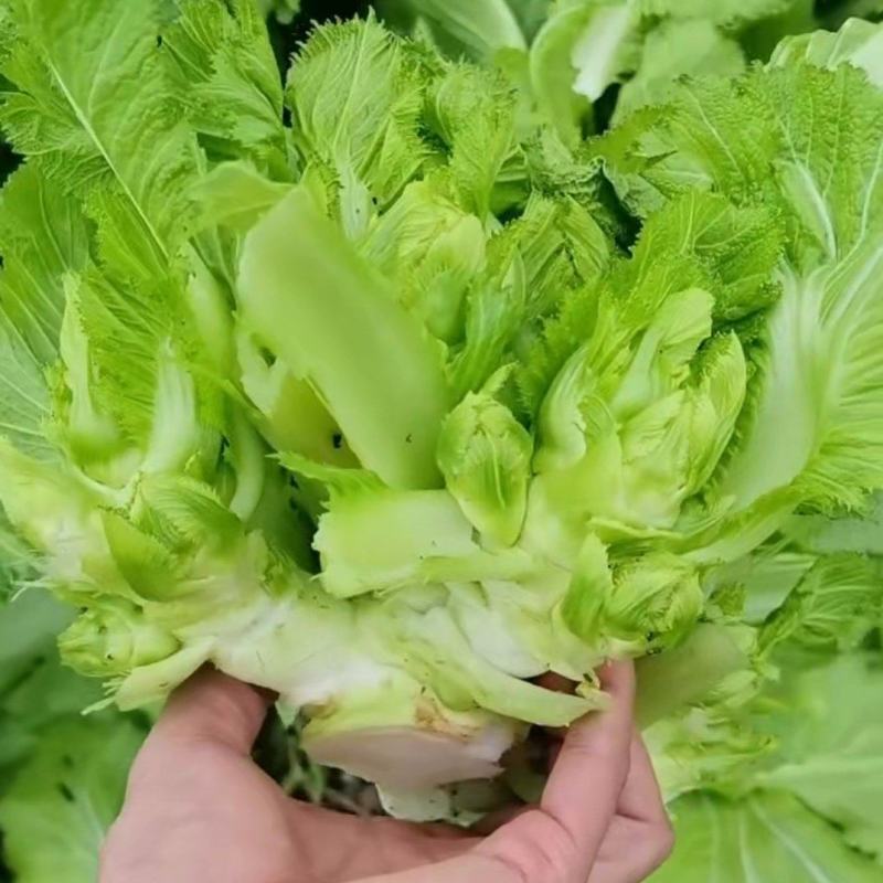 四川精品儿菜