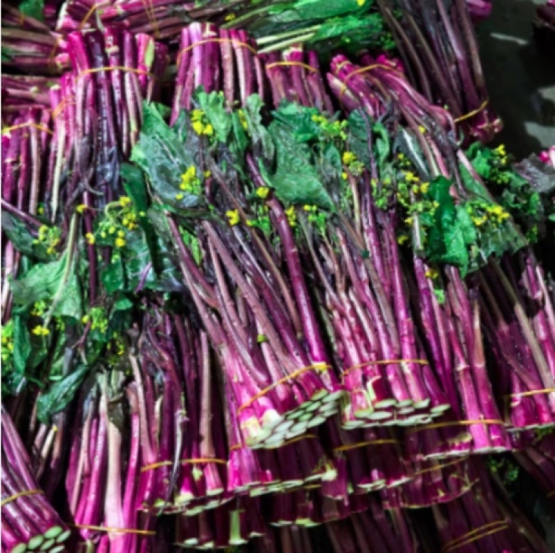 紫菜苔大量有货产地直发一手货源保质保量