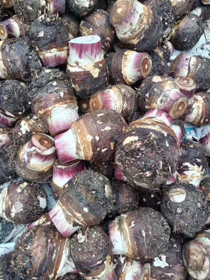 云南大香芋，人头芋大量上市，品质优良