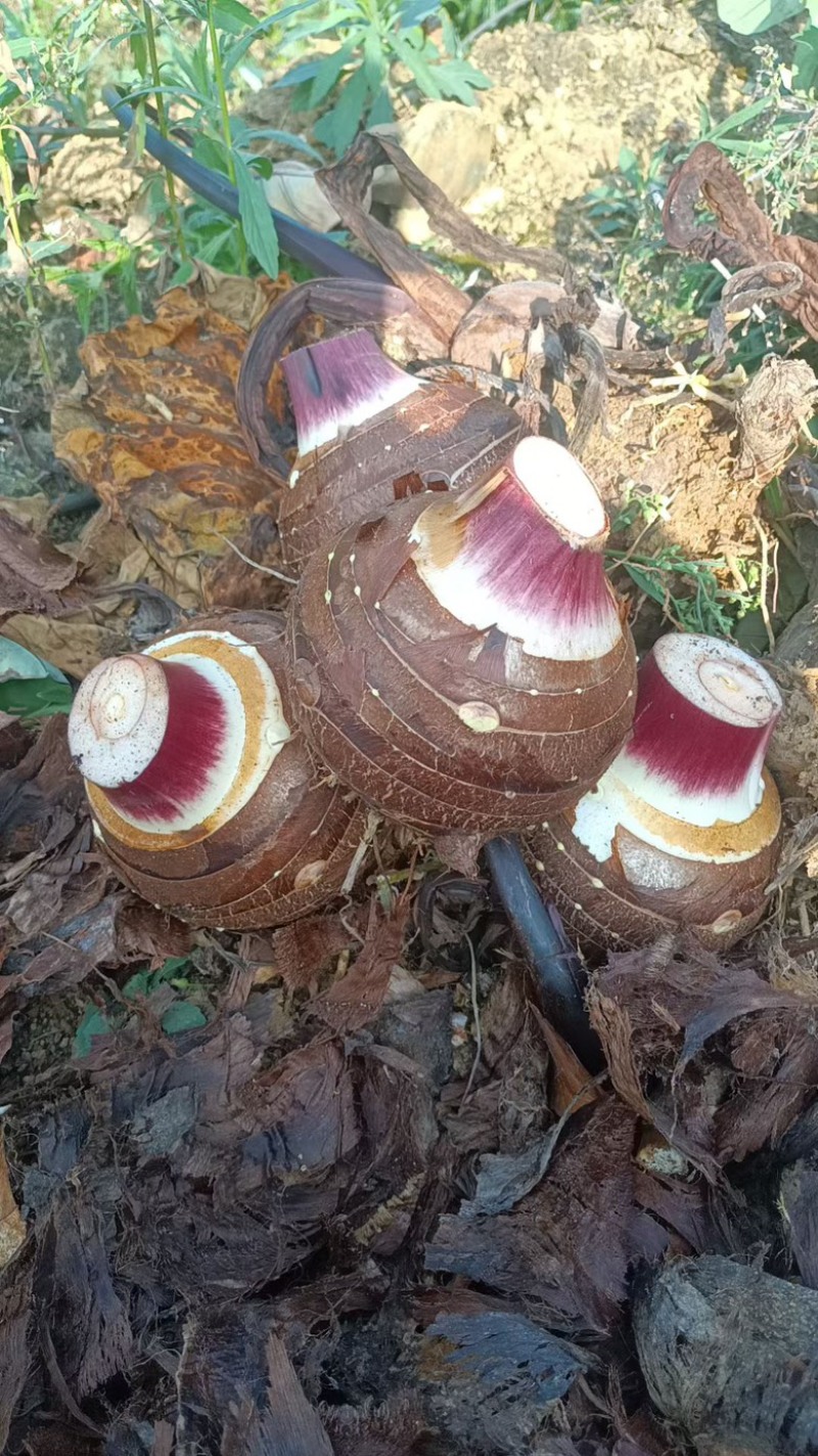 云南大香芋，人头芋大量上市，品质优良