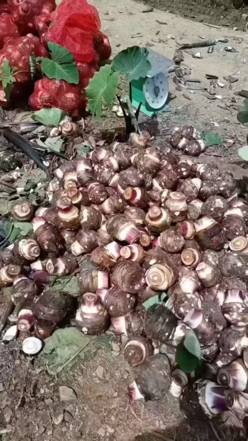 云南大香芋，人头芋大量上市，品质优良