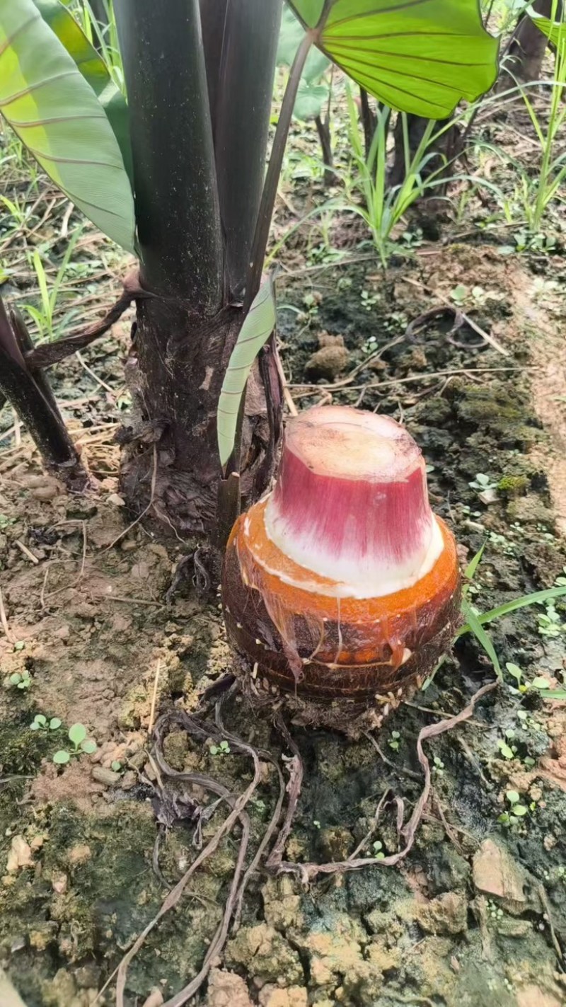 云南大香芋，人头芋大量上市，品质优良