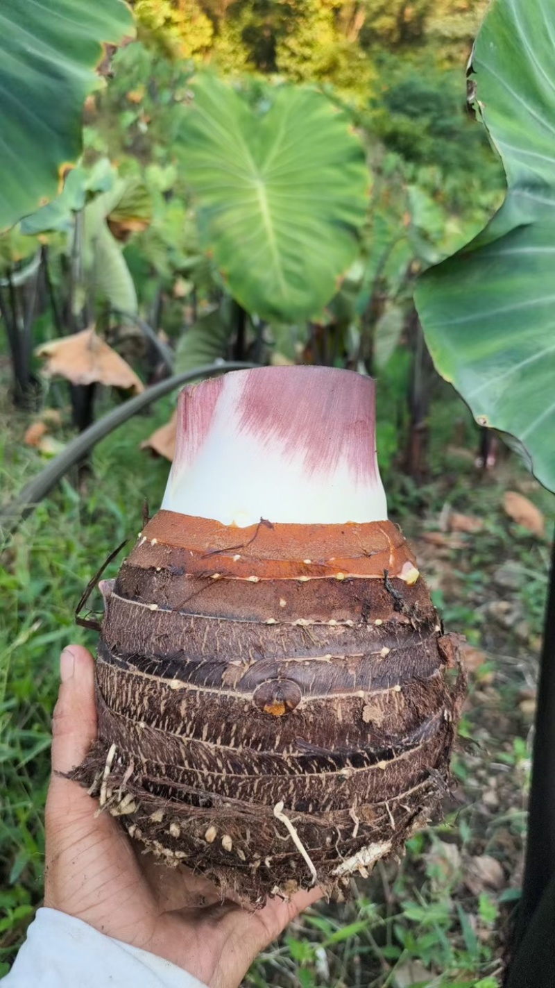 云南大香芋，人头芋大量上市，品质优良