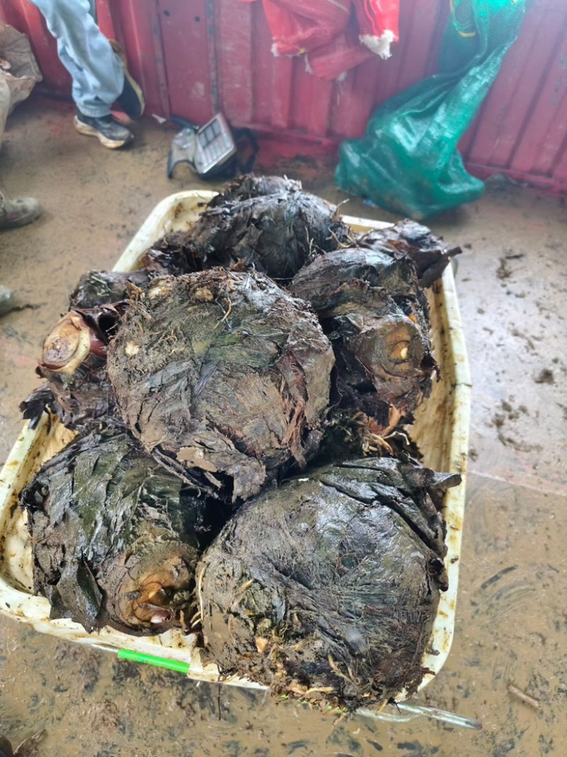 云南大香芋，人头芋大量上市，品质优良