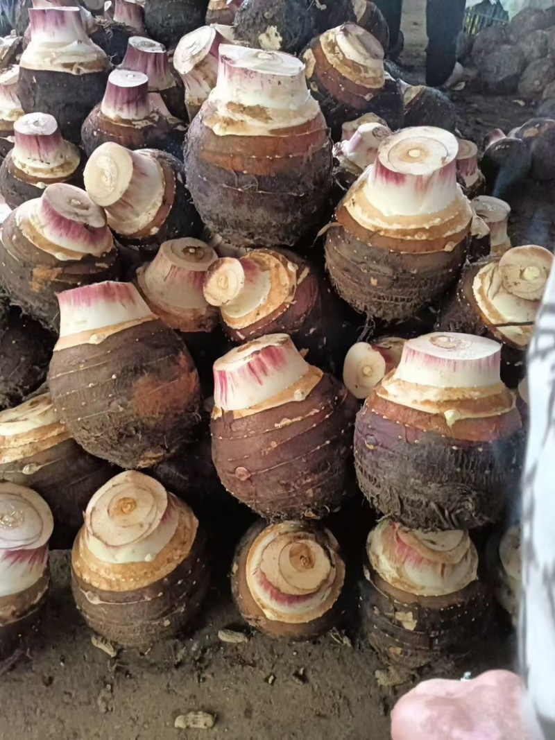 云南大香芋，人头芋大量上市，品质优良