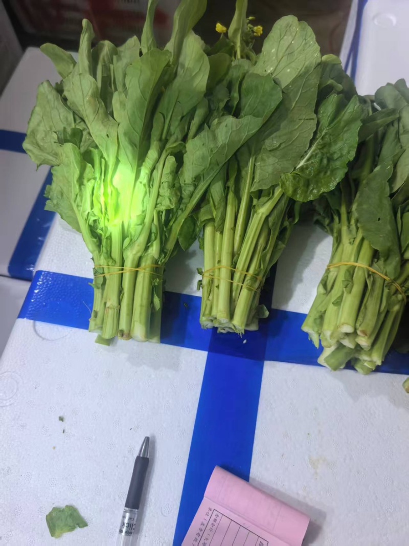 白菜苔大量有货产地直发一手货源保质保量