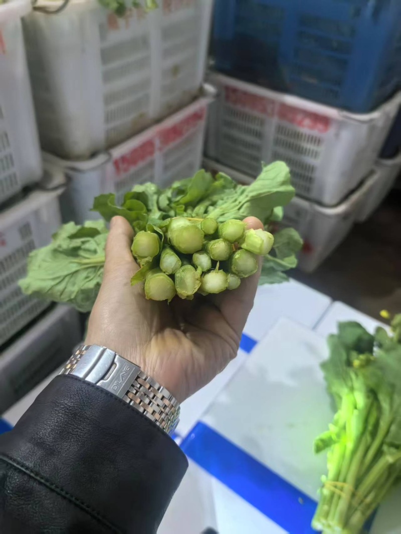 白菜苔大量有货产地直发一手货源保质保量