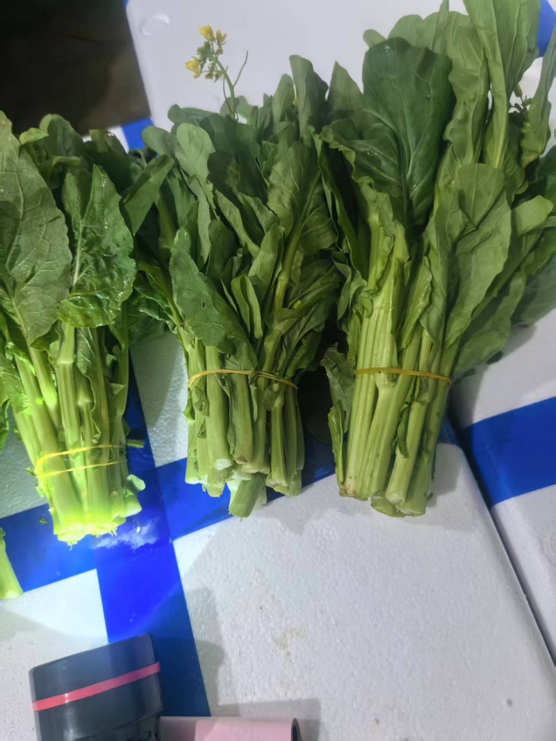 白菜苔大量有货产地直发一手货源保质保量