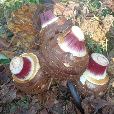 云南大香芋，人头芋大量上市，品质优良