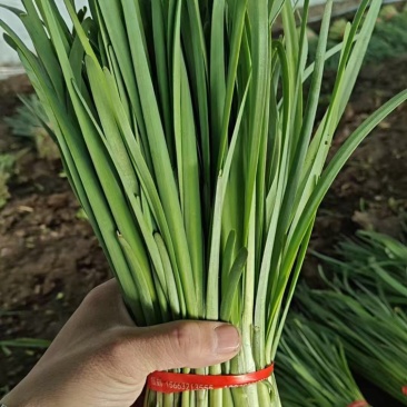 东北大叶韭菜/产区基地直发/当天收割/头茬韭菜