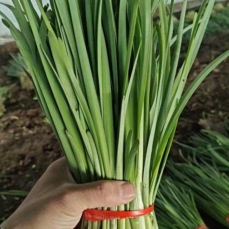 东北大叶韭菜/产区基地直发/当天收割/头茬韭菜