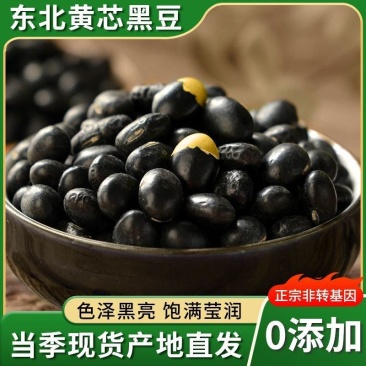 10斤黄芯黑豆大颗粒豆味浓郁易发芽正宗黄心黑豆批发
