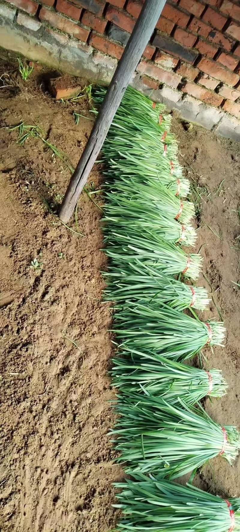 东北大叶韭菜/产区基地直发/当天收割/头茬韭菜