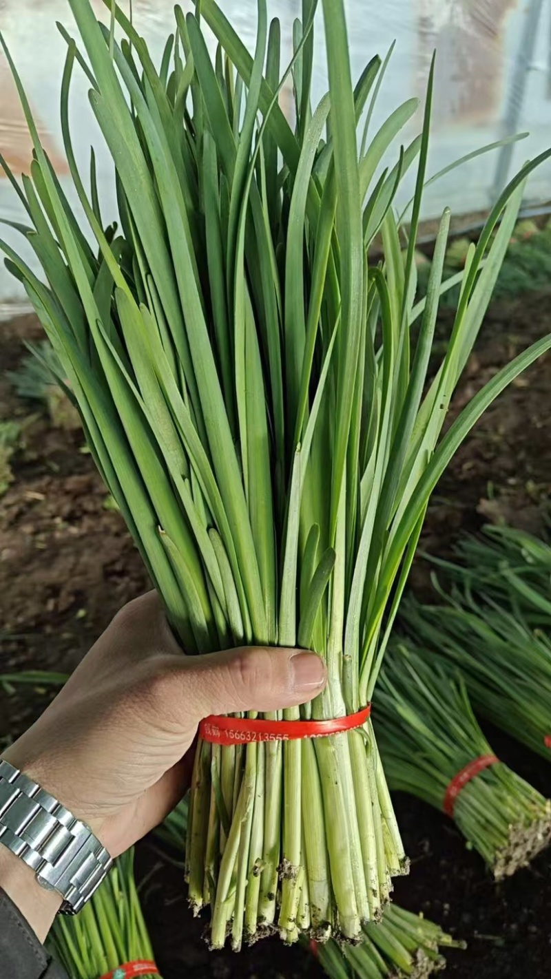 东北大叶韭菜/产区基地直发/当天收割/头茬韭菜