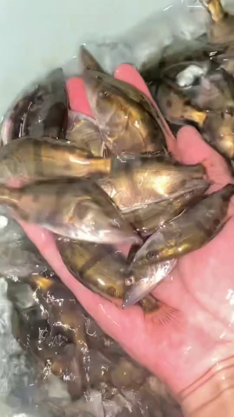 鳜鱼苗翘嘴鳜鱼苗基地直销一手货源量大从优提供技术指导