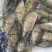 鳜鱼苗翘嘴鳜鱼苗基地直销一手货源量大从优提供技术指导