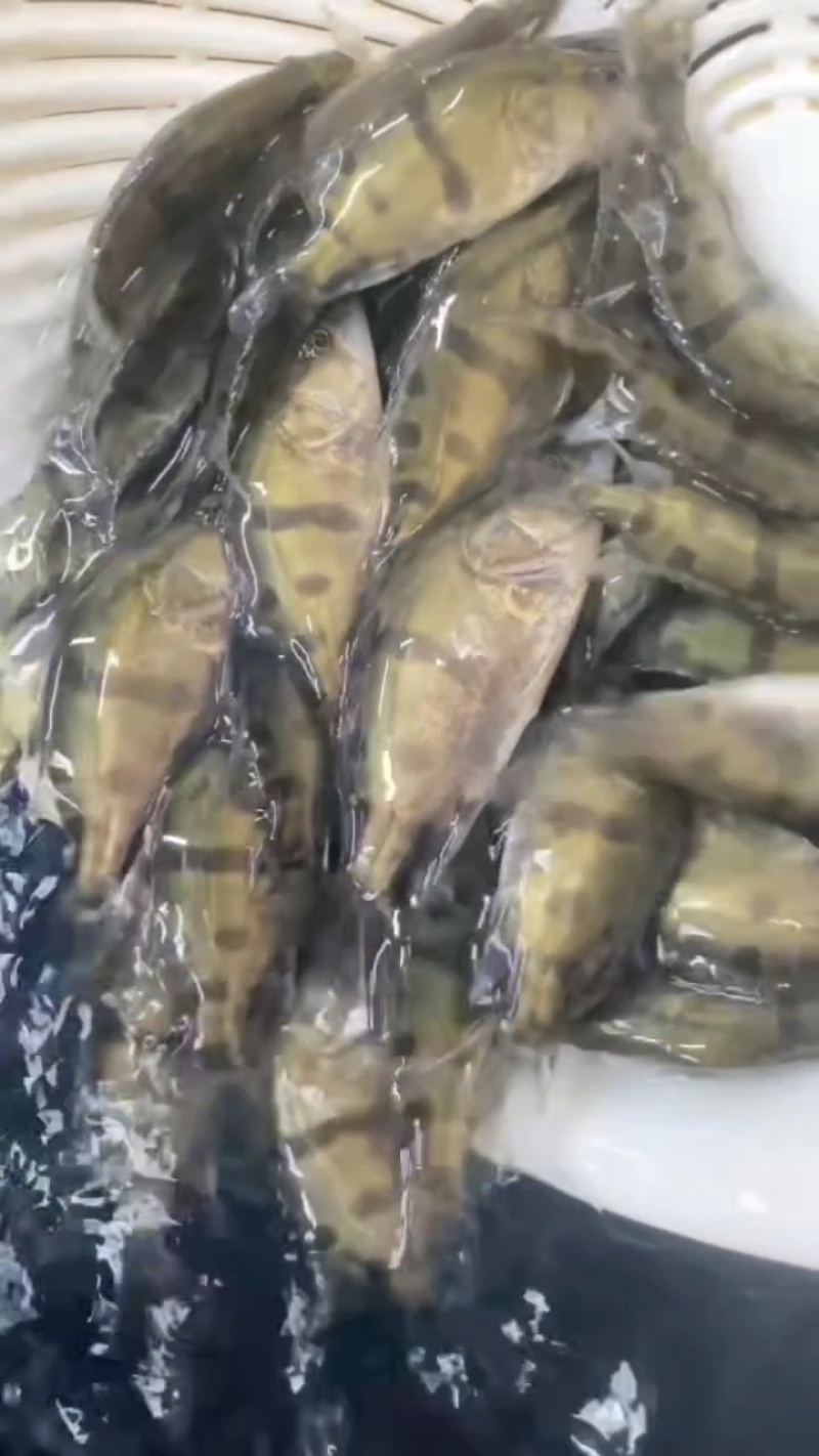 鳜鱼苗翘嘴鳜鱼苗基地直销一手货源量大从优提供技术指导