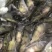 鳜鱼苗翘嘴鳜鱼苗基地直销一手货源量大从优提供技术指导