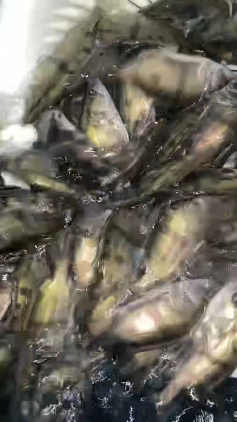 鳜鱼苗翘嘴鳜鱼苗基地直销一手货源量大从优提供技术指导