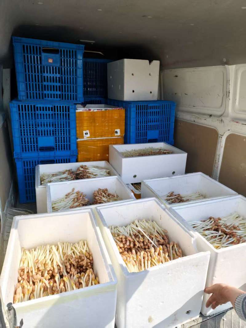 花生芽长寿芽口清甜脆口营养丰足火锅烧烤锅，欢迎各位老板咨