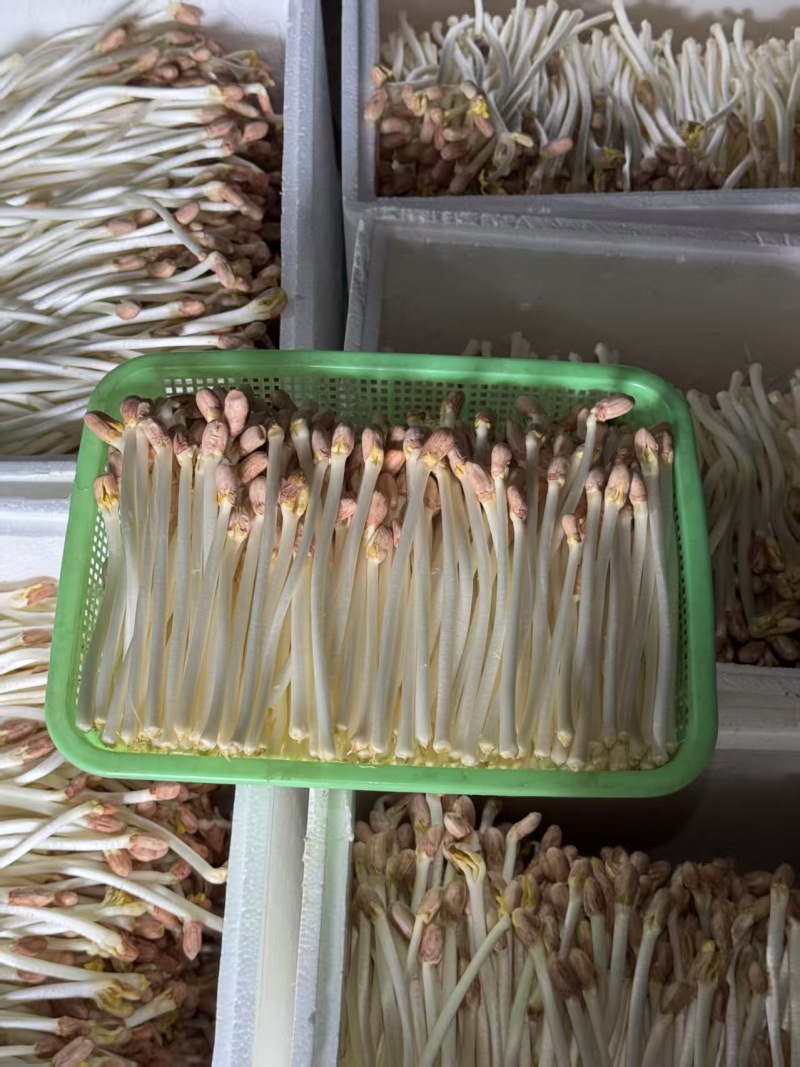 花生芽长寿芽口清甜脆口营养丰足火锅烧烤锅，欢迎各位老板咨