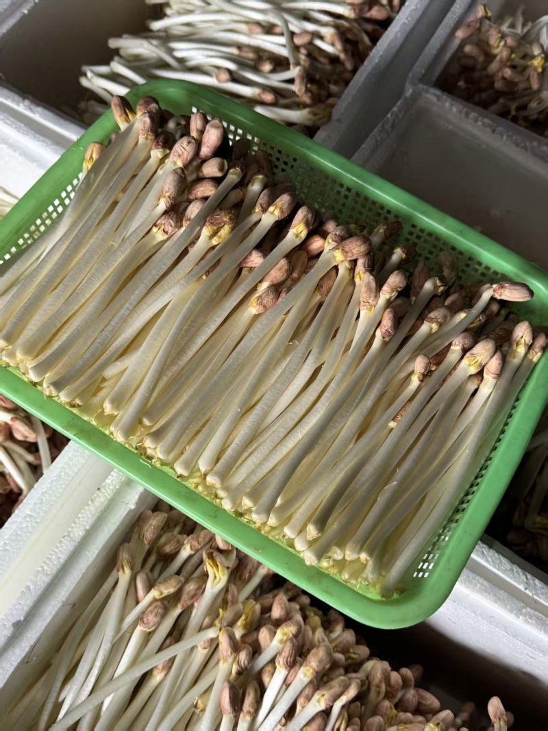 花生芽长寿芽口清甜脆口营养丰足火锅烧烤锅，欢迎各位老板咨