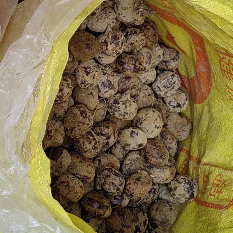 大量供应毛马蹄水洗马蹄水果马蹄包甜化渣！买贵包退！