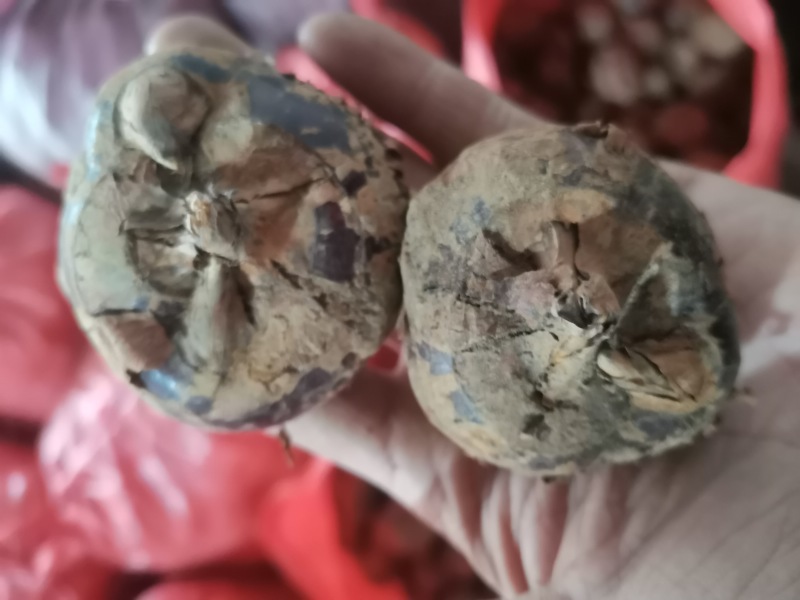 大量供应毛马蹄水洗马蹄水果马蹄包甜化渣！买贵包退！