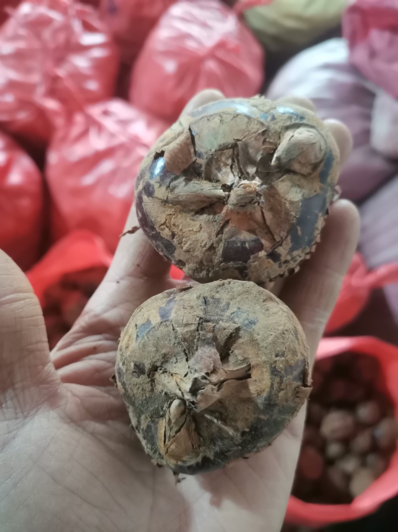 大量供应毛马蹄水洗马蹄水果马蹄包甜化渣！买贵包退！