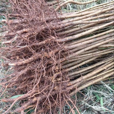 【牛】自家苗圃种植实生毛桃苗无中间商质量保证
