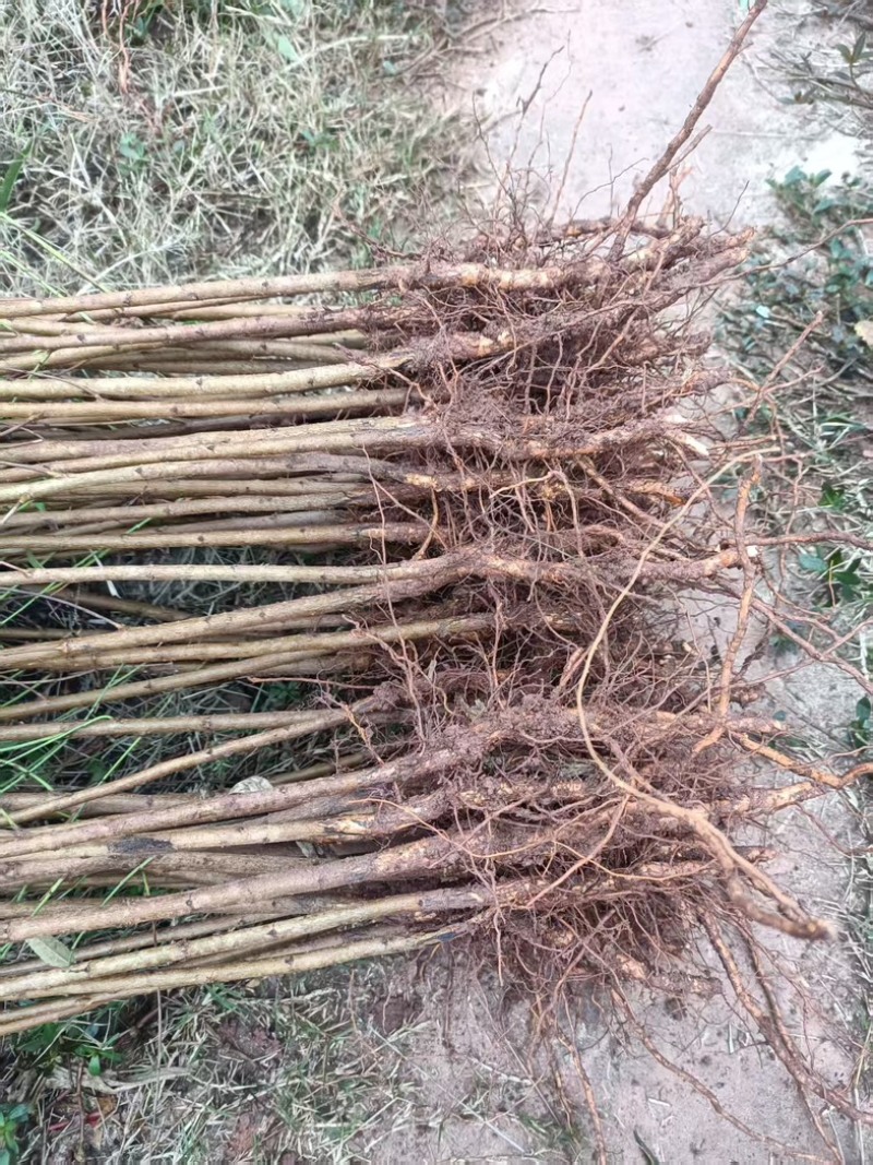 【牛】自家苗圃种植实生毛桃苗无中间商质量保证