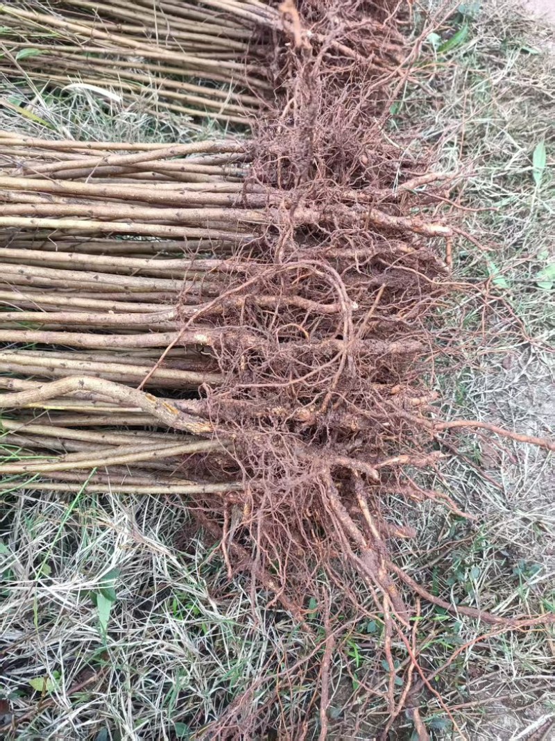 【牛】自家苗圃种植实生毛桃苗无中间商质量保证
