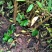 【牛】自家苗圃种植实生毛桃苗无中间商质量保证