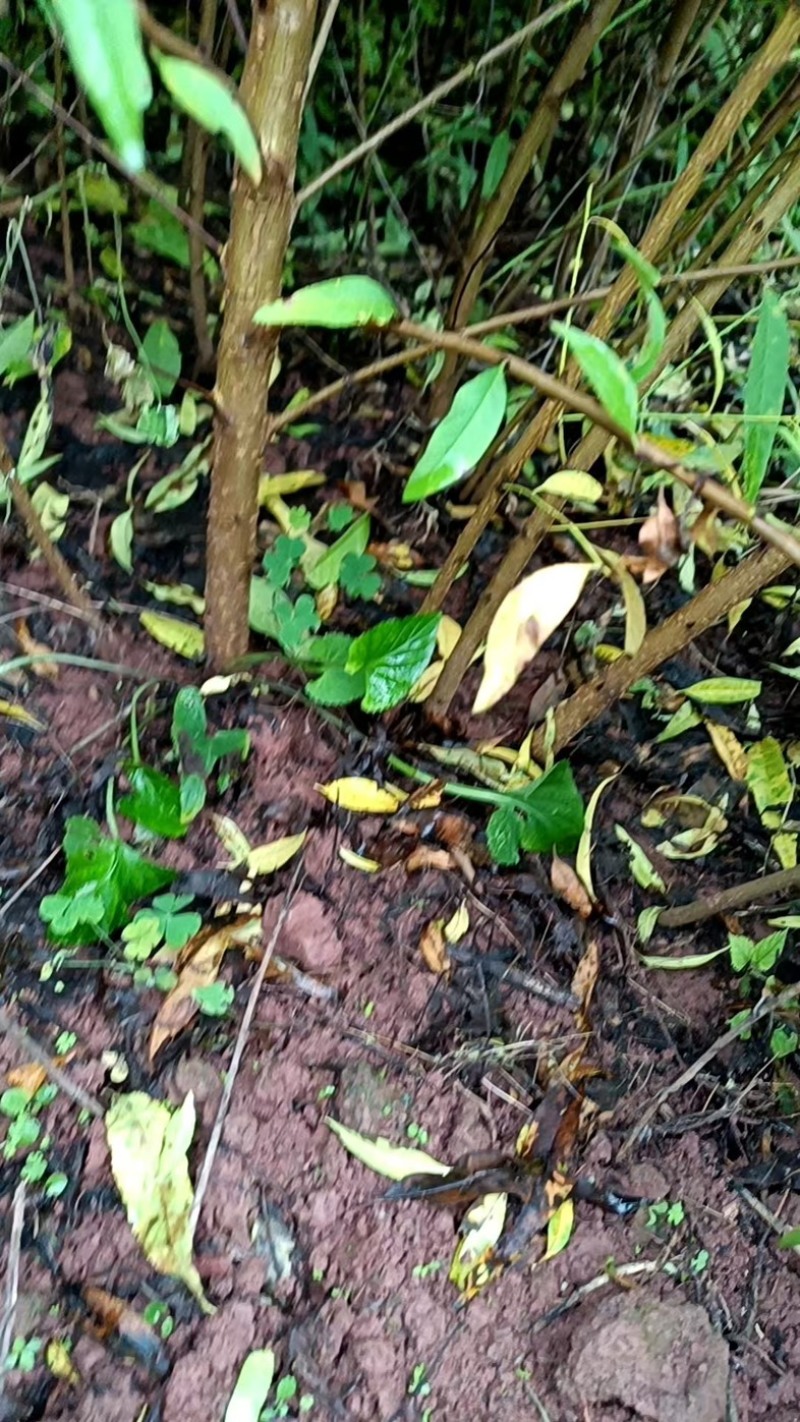 【牛】自家苗圃种植实生毛桃苗无中间商质量保证
